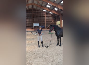 Mérens, Mare, 6 years, 14,3 hh, Black