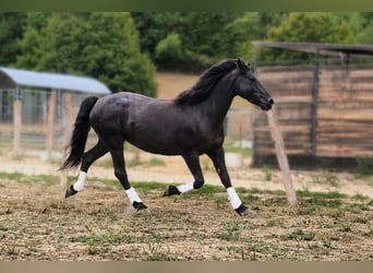 Mérens, Mare, 6 years, Black