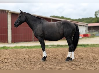 Mérens, Mare, 6 years, Black