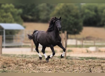 Mérens, Mare, 6 years, Black