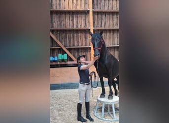 Mérens, Mare, 7 years, 14.3 hh, Black