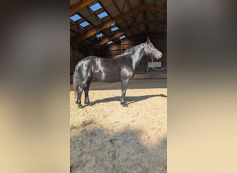 Mérens, Mare, 7 years, 14,3 hh, Black