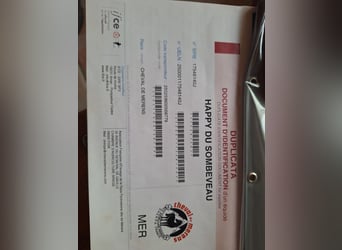 Mérens, Mare, 8 years, 14,2 hh, Black