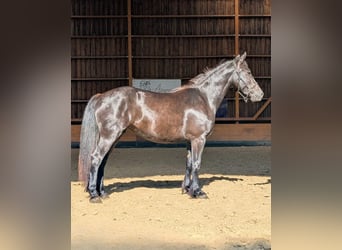 Merens, Merrie, 3 Jaar, 147 cm, Zwart
