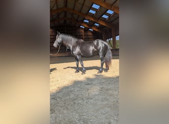 Merens, Merrie, 6 Jaar, 152 cm, Zwart