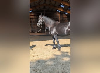 Merens, Merrie, 6 Jaar, 152 cm, Zwart
