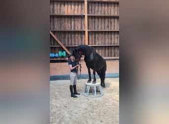 Merens, Merrie, 6 Jaar, 152 cm, Zwart
