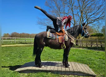 Merens Mix, Ruin, 4 Jaar, 155 cm, Zwart