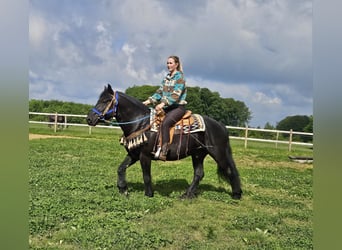 Merens, Ruin, 6 Jaar, 151 cm, Zwart