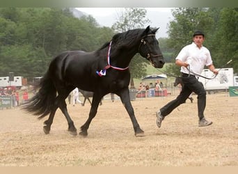 Mérens, Stallion, 22 years, 15.2 hh, Black