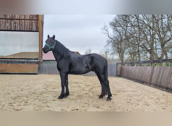 Mérens, Stallion, 4 years, 14.3 hh