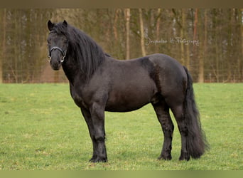 Mérens, Stallion, 9 years, 14,2 hh, Black