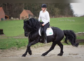 Mérens, Stallion, 9 years, 14.2 hh, Black