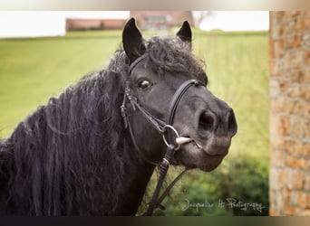 Mérens, Stallion, 11 years, 14,3 hh, Black