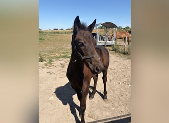 Mérens, Stallion, Foal (05/2026), 15.2 hh, Black