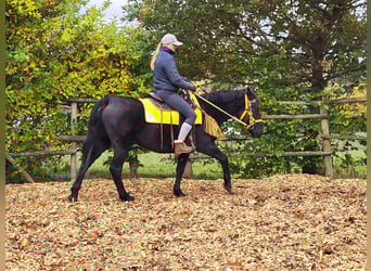 Mérens Blandning, Sto, 5 år, 152 cm, Svart