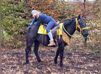 Mérens Blandning, Sto, 5 år, 152 cm, Svart