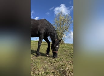 Merens, Stute, 11 Jahre, 155 cm
