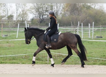 Merens, Stute, 12 Jahre, 160 cm, Rappe