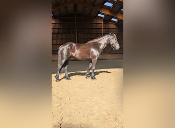 Merens, Stute, 2 Jahre, Rappe