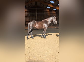 Merens, Stute, 2 Jahre, Rappe