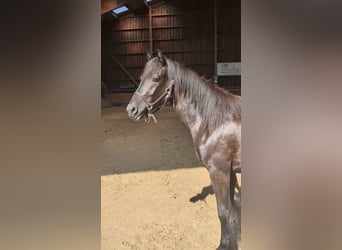 Merens, Stute, 2 Jahre, Rappe