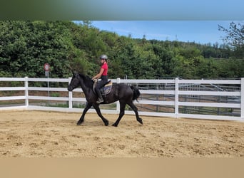 Merens, Stute, 3 Jahre, 153 cm, Rappe