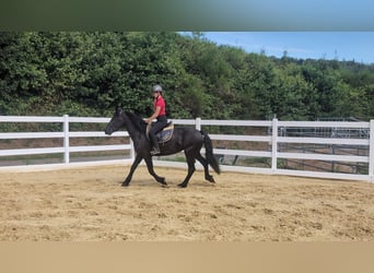 Merens, Stute, 3 Jahre, 153 cm, Rappe