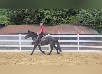 Merens, Stute, 3 Jahre, 153 cm, Rappe