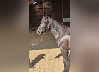 Merens, Stute, 3 Jahre, Rappe