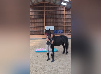 Merens, Stute, 6 Jahre, 152 cm, Rappe