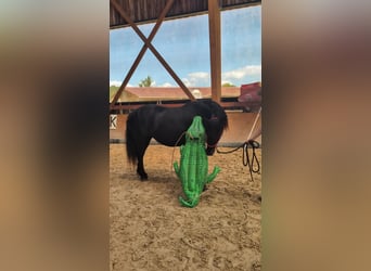 Merens, Stute, 6 Jahre, 152 cm, Rappe