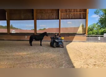 Merens, Stute, 6 Jahre, 152 cm, Rappe