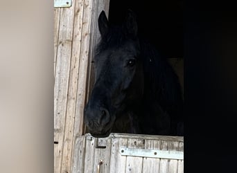 Mérens, Valack, 11 år, 158 cm, Svart
