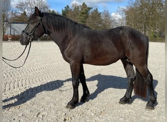 Mérens, Valack, 5 år, 155 cm, Svart