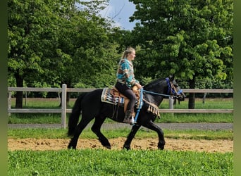 Merens, Wallach, 6 Jahre, 151 cm, Rappe