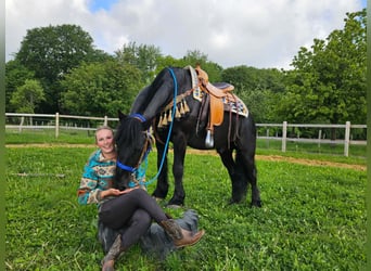 Merens, Wallach, 6 Jahre, 151 cm, Rappe