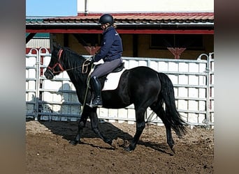 Merens Mix, Wallach, 8 Jahre, 150 cm, Rappe