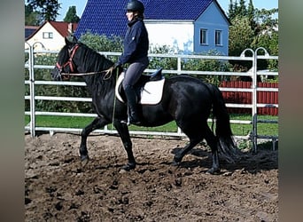 Merens Mix, Wallach, 8 Jahre, 150 cm, Rappe