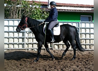 Merens Mix, Wallach, 8 Jahre, 150 cm, Rappe