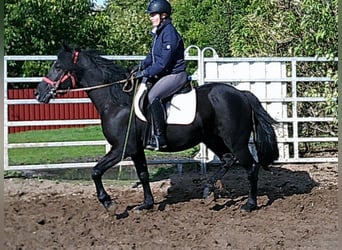 Merens Mix, Wallach, 8 Jahre, 150 cm, Rappe