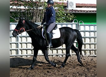 Merens Mix, Wallach, 8 Jahre, 150 cm, Rappe