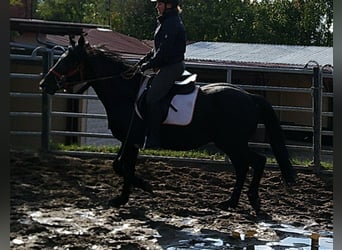 Merens Mix, Wallach, 8 Jahre, 150 cm, Rappe