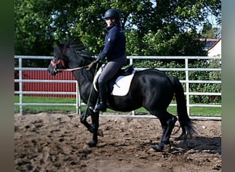 Merens Mix, Wallach, 8 Jahre, 150 cm, Rappe