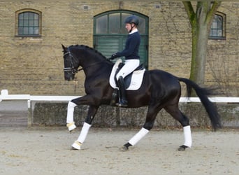 Deutsches Sportpferd, Hengst, 11 Jahre, 170 cm, Rappe