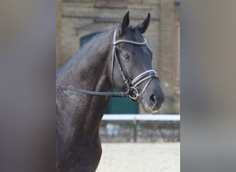 German Sport Horse, Stallion, 10 years, 16.2 hh, Black