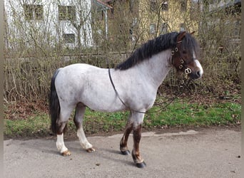 Welsh A (Mountain Pony), Stallion, 4 years, 12 hh, Roan-Red