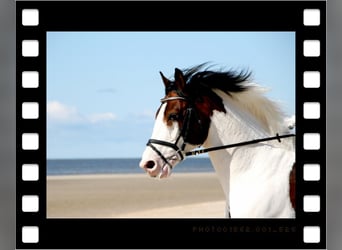 Pintos, Hengst, 26 Jaar, 163 cm, Gevlekt-paard