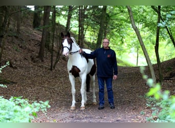 Pintos, Hengst, 26 Jaar, 163 cm, Gevlekt-paard
