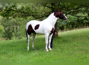 Pintos, Stallion, 26 years, 16 hh, Pinto